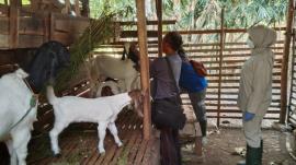 Program pemberian Vitamin Gratis bagi ternak Sapi dan kambing di Kalurahan Getas